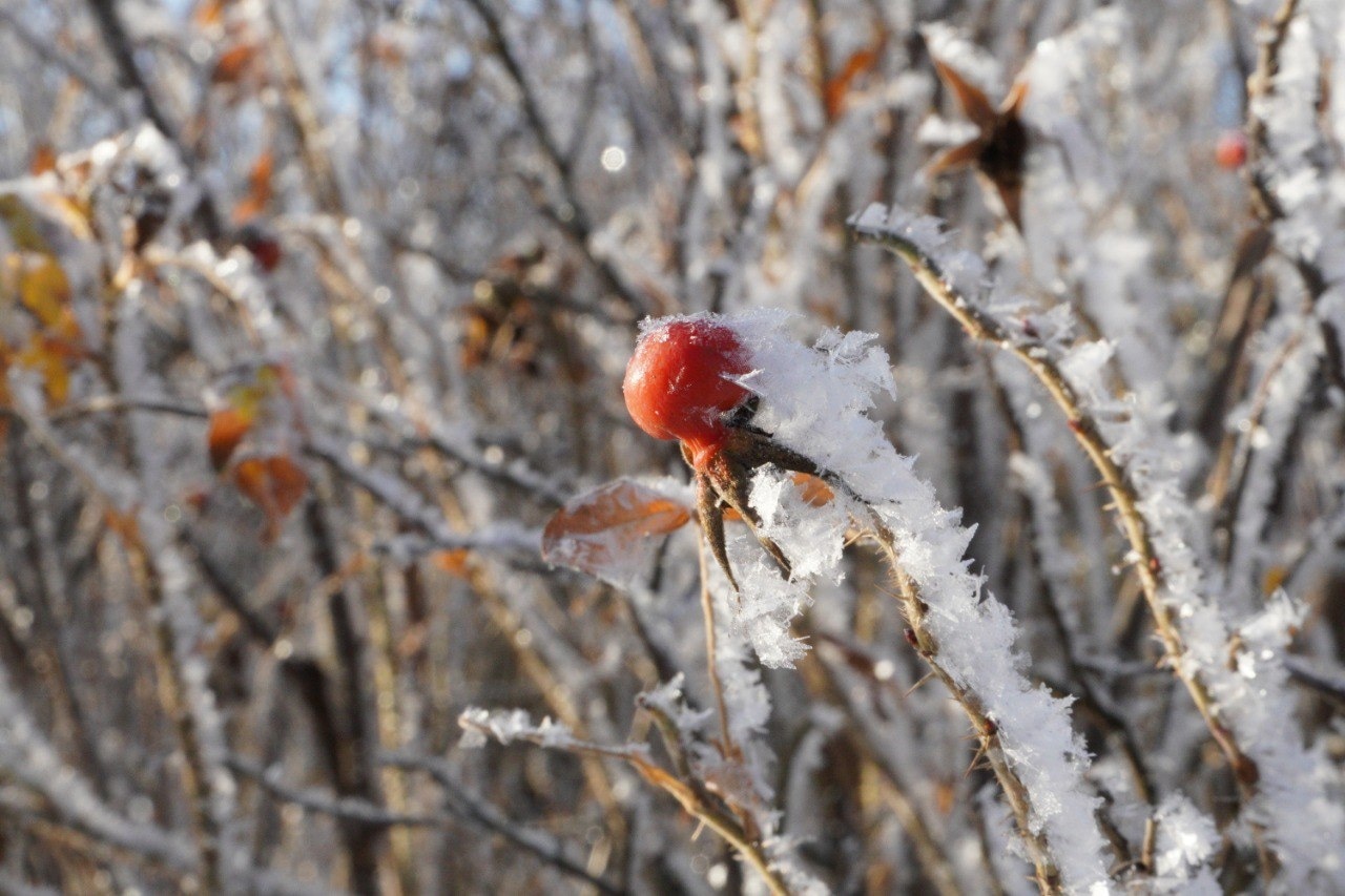 Зимний Саров - 05.jpg.jpg